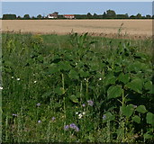 TF5623 : Farmland near Pierrepont Farm by Mat Fascione