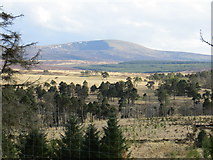 O0914 : Coronation Plantation (section) seen from road to Sally Gap by jwd