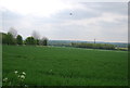 A field of wheat