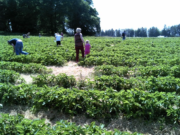 Strawberry picking at Charleton Farm