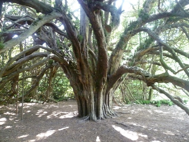 The Ormiston Yew