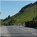 Trees growing on a steep slope north of Hollybush