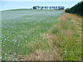 Field near Two Gates Farm