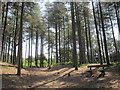 Freshfield Pine Woods - Seat overlooking clearing