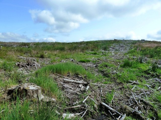 Forestry Clear Fell