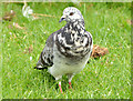J4187 : Feral pigeon, Carrickfergus (1) by Albert Bridge