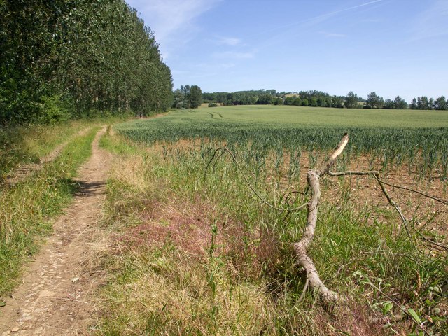 Farm track by wheat field
