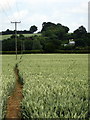 Footpath to the river Ver