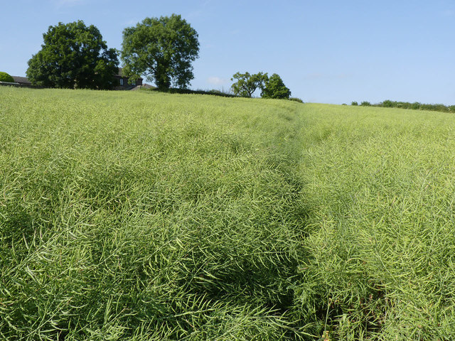 Footpath below Low Farm