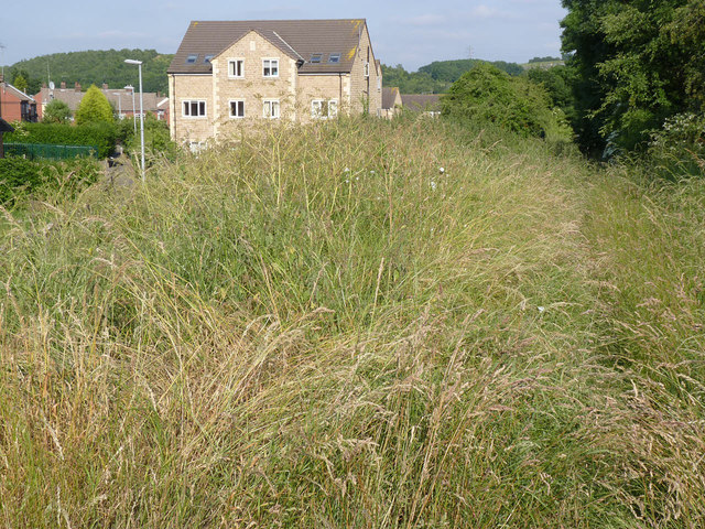 Overgrown footpath