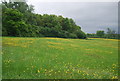TQ3148 : Buttercup meadow by N Chadwick
