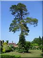 Tree in the walled garden at Chevening House