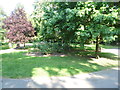 A bed of roses in Priory Park, Hornsey