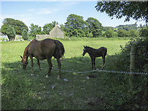 W4145 : Mare and foal by Neville Goodman