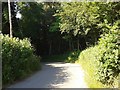 Lane heading for Perridge Cross, passing Perridge Wood