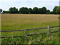 Hay meadow adjacent to Skipton Cemetery