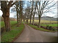 SO4814 : Tree-lined road through Rockfield Park, Rockfield by Jaggery