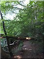 Fallen tree in Puttshills Wood