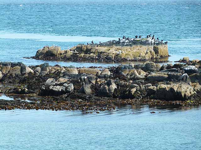 Guano-encrusted tidal rocks with cormorants at Greencastle