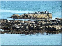 C6540 : Guano-encrusted tidal rocks with cormorants at Greencastle by Oliver Dixon
