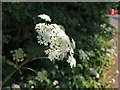 Head of cow parsley beside Dumbreck Road