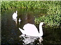 Swans on the River Chess, Chesham, Buckinghamshire