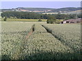 View west from a public footpath near to Wye church