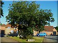 Tree twice planted in Milton