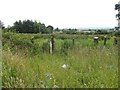 Overgrown grass verges, Clare