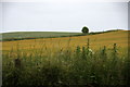 Farmland at Middleton, near Friockheim