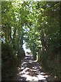 Sunken lane leading into Chudleigh Knighton