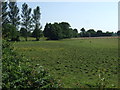 Grazing off Coulter Lane