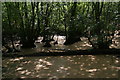 Swamp plants in Osgodby Plantation