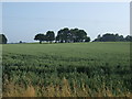 Crop field west off Stockwell Heath