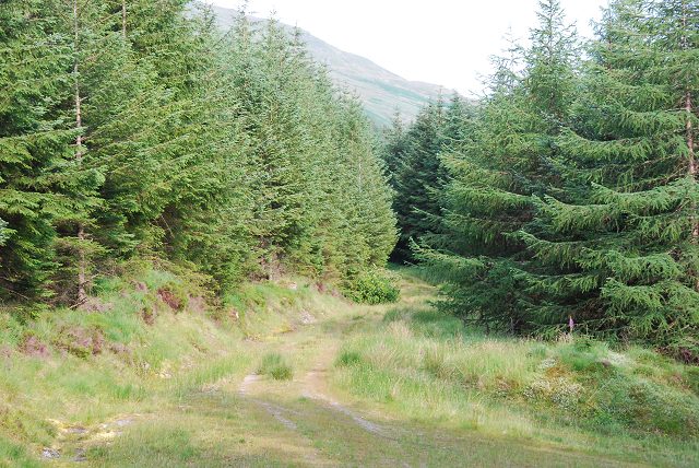 Forestry road in Coilessan Glen
