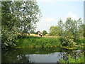 View of a tree stump on the bank of the Chelmer from the Chelmer navigation