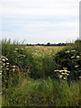 Bridleway through the hedge