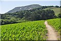 West Dorset : Coast Path & Crops