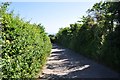 West Dorset : Sea Hill Lane