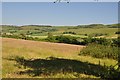 West Dorset : Grassy Field