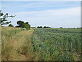 Footpath on Field Boundary, Mill End Green