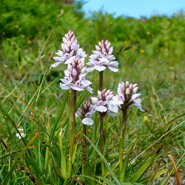 Wild Orchid by the Sheep's Head Way