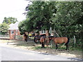 Free roaming ponies on the road and verge