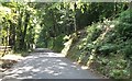 Through the woods north of Cenarth