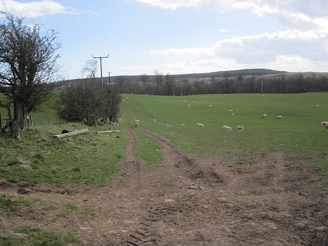 Sheep, Eglingham