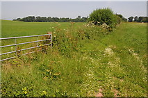 SO7057 : Farmland near Whitbourne by Philip Halling