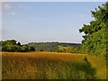 Field of hay, south of Denbies vineyard