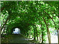 Arbour, Christchurch Priory