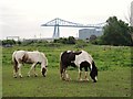 Horses grazing near Holme Fleet