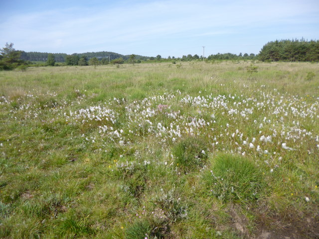 Cranborne Common, cotton-grass